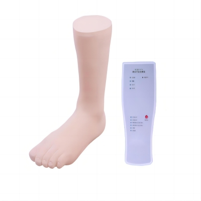   踝關節穿刺模型